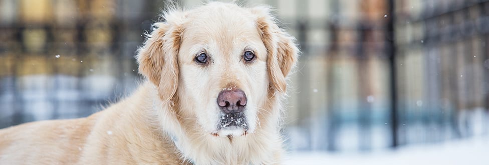 winter pet health dog graphic