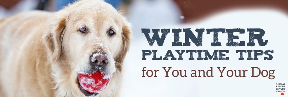 winter pet safety tips dog graphic