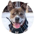 a photo of a dog in a circle, running outside in the snow