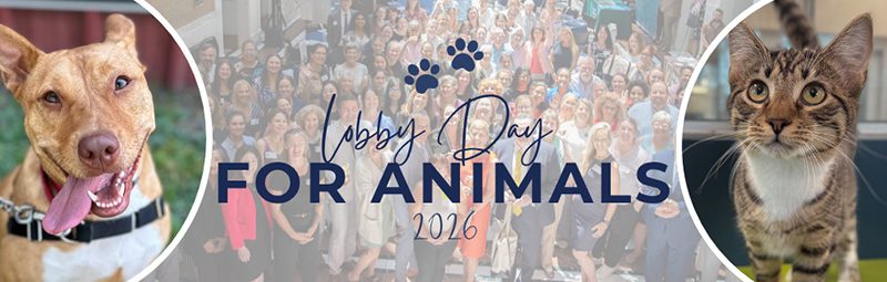 A banner for Lobby Day for Animals 2026 featuring a happy dog on the left, a crowd of people in the center, and a curious cat on the right.