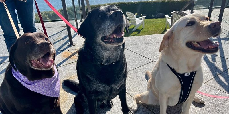 Three labrador retrievers sit on a sunny patio by the water, looking happy. One wears a purple bandana, while the others have harnesses.