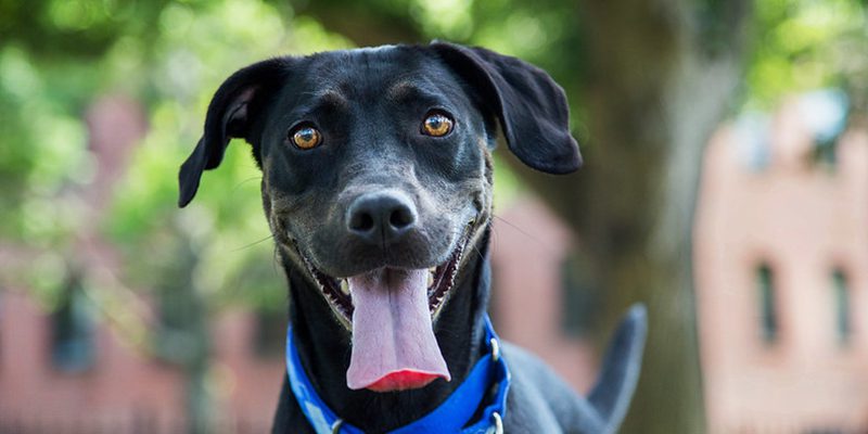 A large black dog with his mouth open, outside