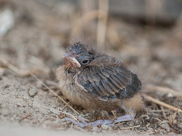 Closeup of a Brown California Towhee fledgling chick on the ground.