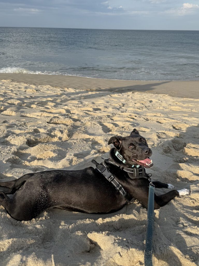 A black dog with a white chest lounges playfully on a sandy beach, wearing a harness and leash. The ocean waves gently approach under a clear sky.