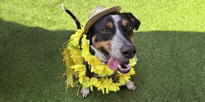 A mixed breed dog sitting on grass wearing a Hawaiian outfit.