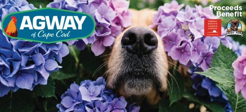 A dog's nose peeks through vibrant purple hydrangeas. "AGWAY of Cape Cod" and the Animal Rescue League of Boston and Sandy Paws Rescue logos are visible. The scene is playful and cheerful.