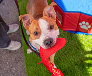A brown and white dog holding a red dog toy in his mouth, looking up.