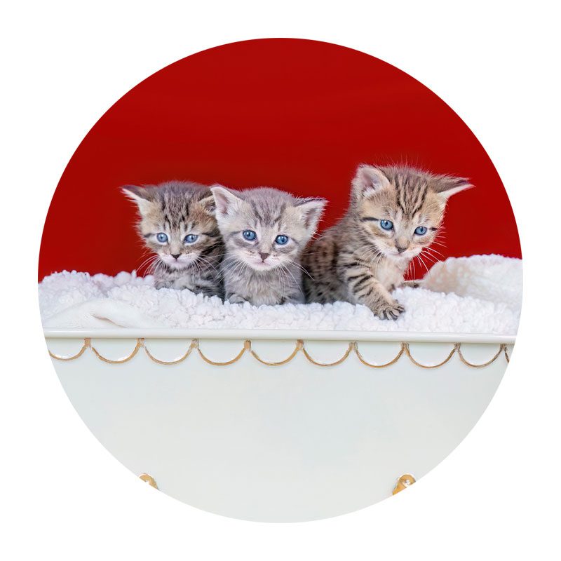 Three adorable kittens with blue eyes sit on a white fluffy blanket in a decorative dish against a vibrant red background, conveying cuteness and curiosity.