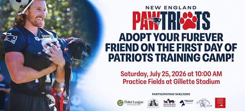 A graphic showing a New England Patriots player holding a puppy. There is text displayed to the right.