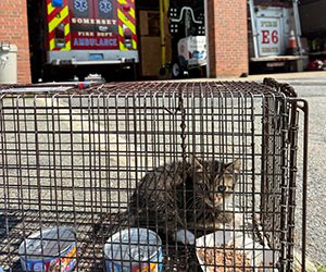 A kitten sits inside a humane cat trap placed on the sidewalk, looking out with curiosity. The Somerset Firehouse is in the background.