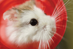 Mouse ARL hamster