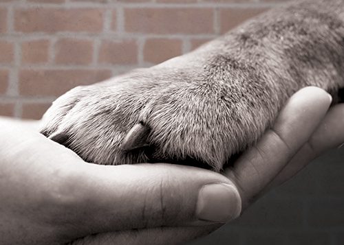 Hand holding Paw_small Hand holding dog paw