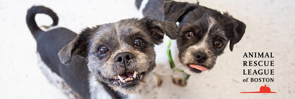 two small dogs sitting