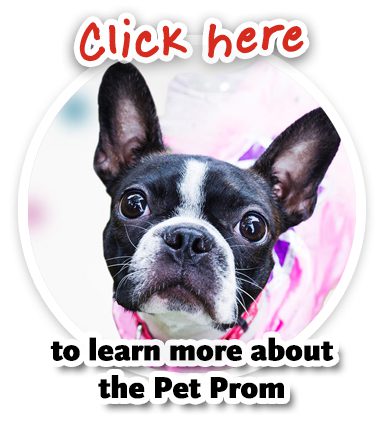 Pet prom button