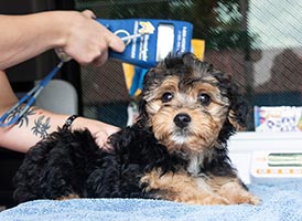 puppy's microchip being scanned