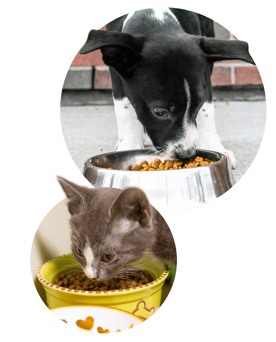 dog and kitten eating