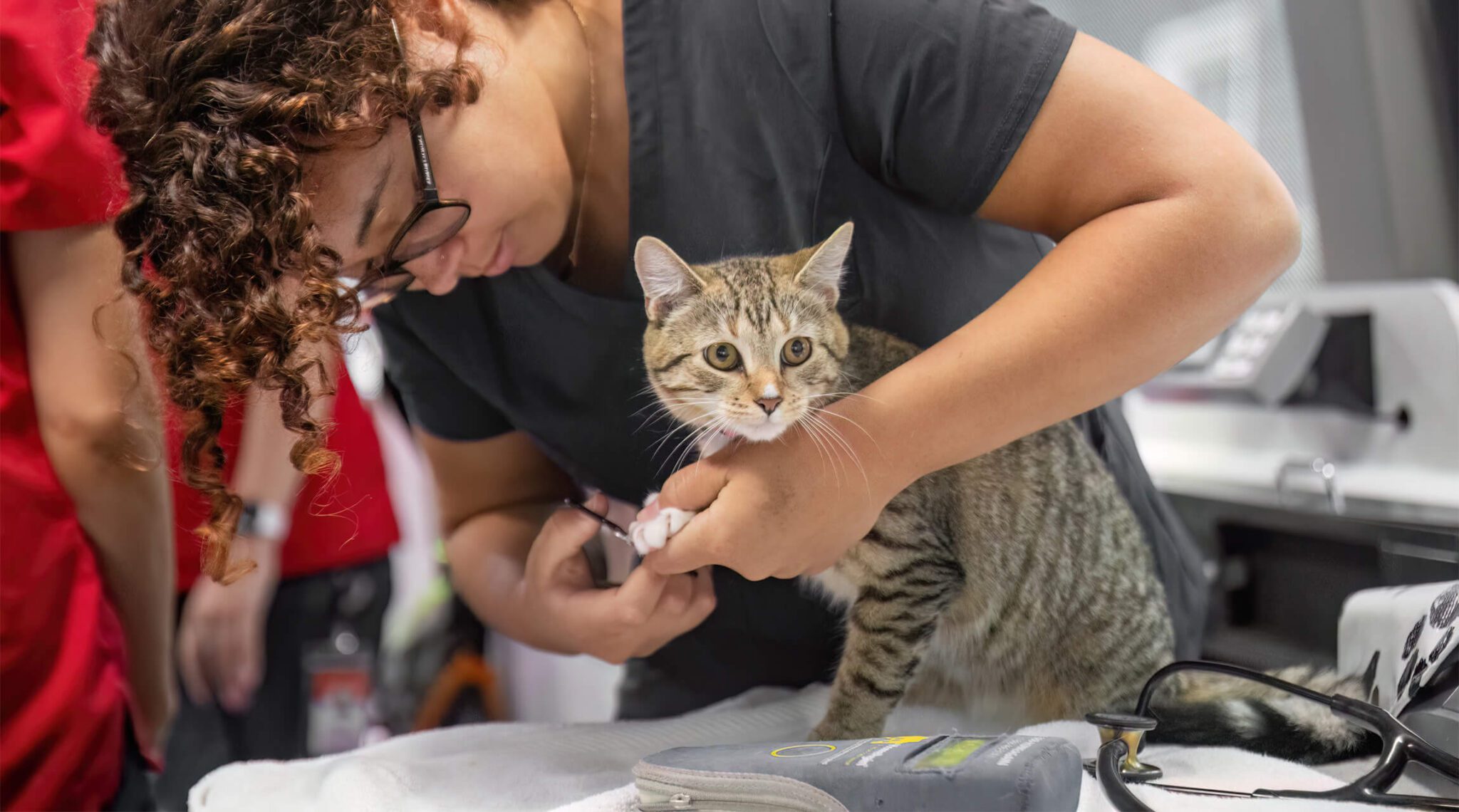a veterinary tech trimming a tabby kitten's nails