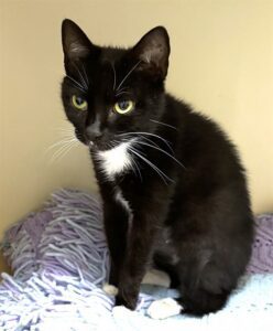 A black and white cat sitting on a blanket inside a kennel