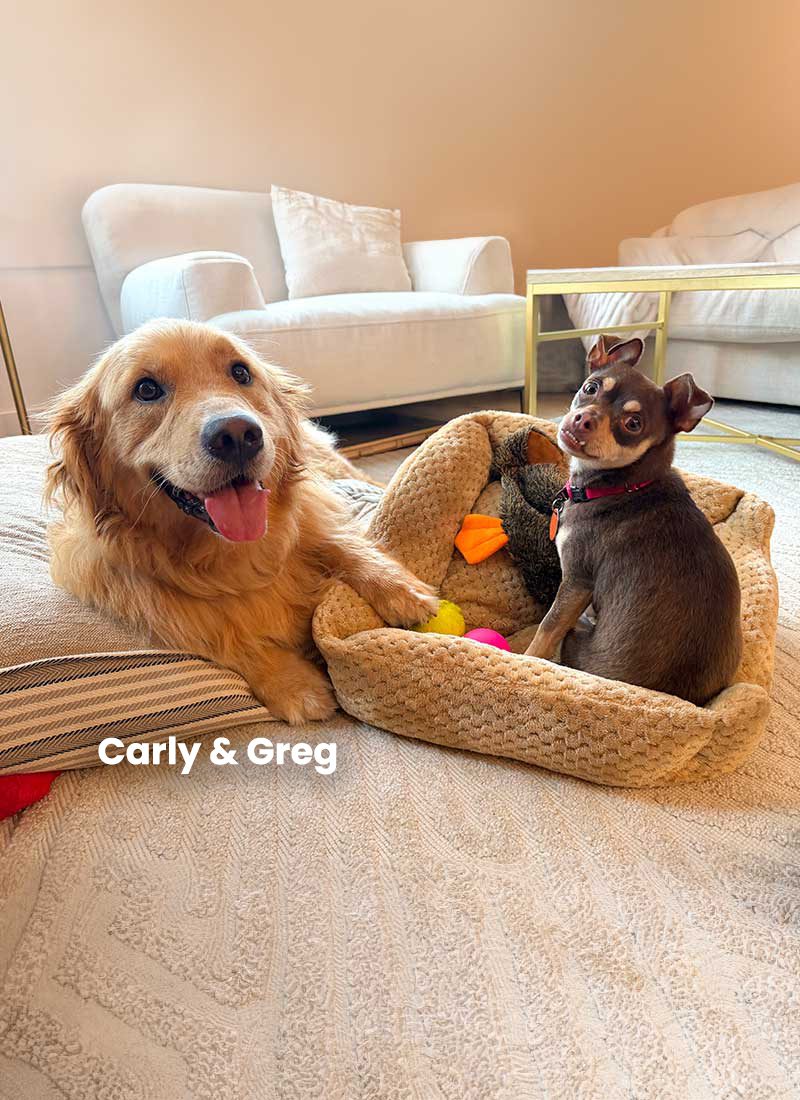 Carly and Greg, a happy golden retriever and small brown dog, relax with colorful toys in a woven bed in a cozy living room.